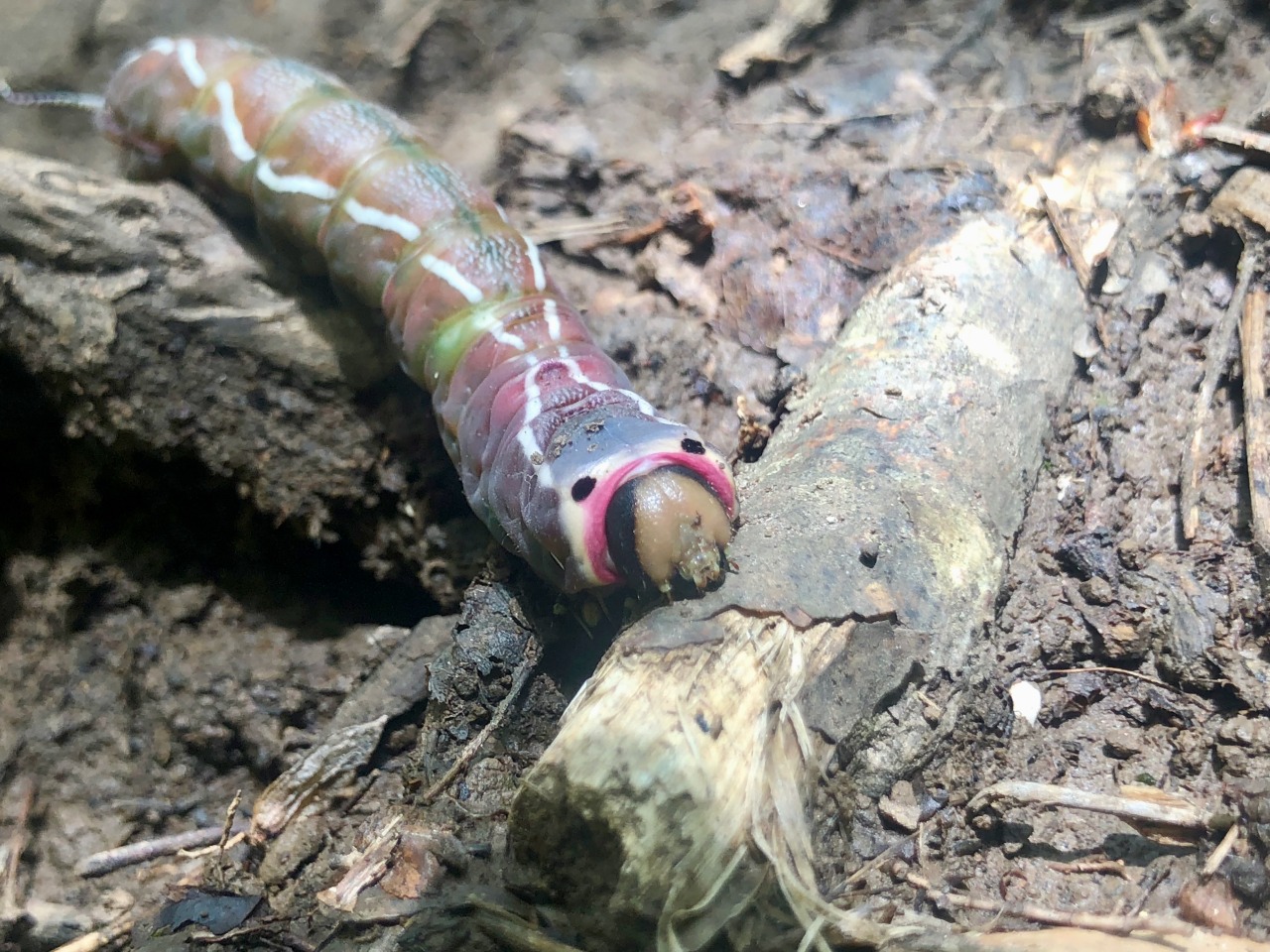 Lungo un sentiero di montagna