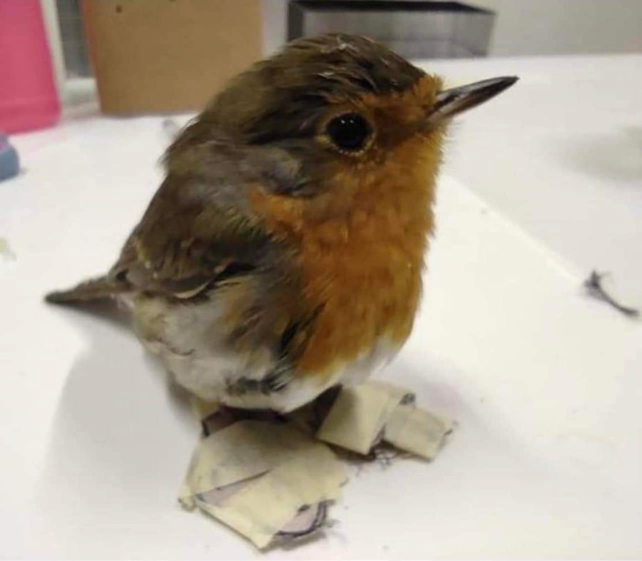 Storia di un pettirosso determinato